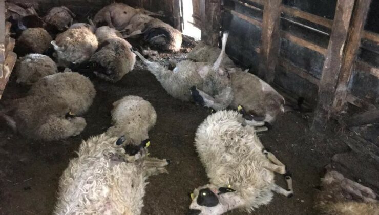 Ağıla giren kurt 24 koyunu telef etti, 15 koyunu da yaraladı